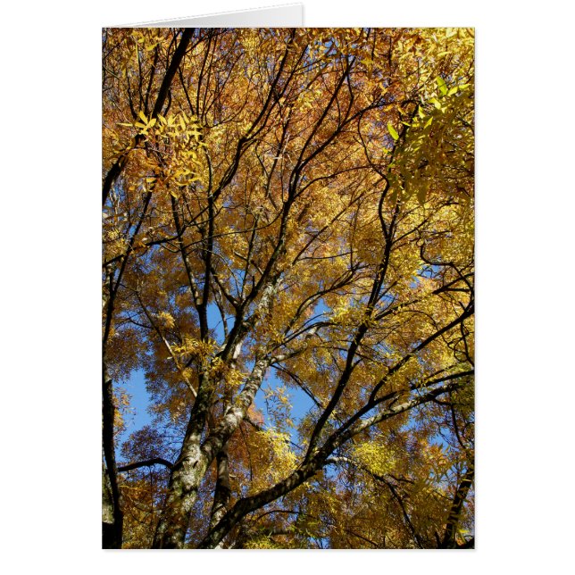 Arbres colorés en automne (Devant)
