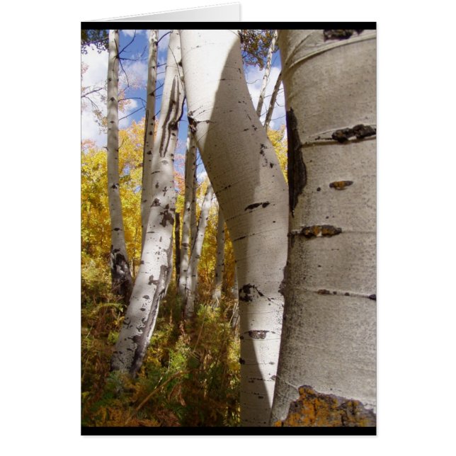 arbres dans le trou jackson (Devant)