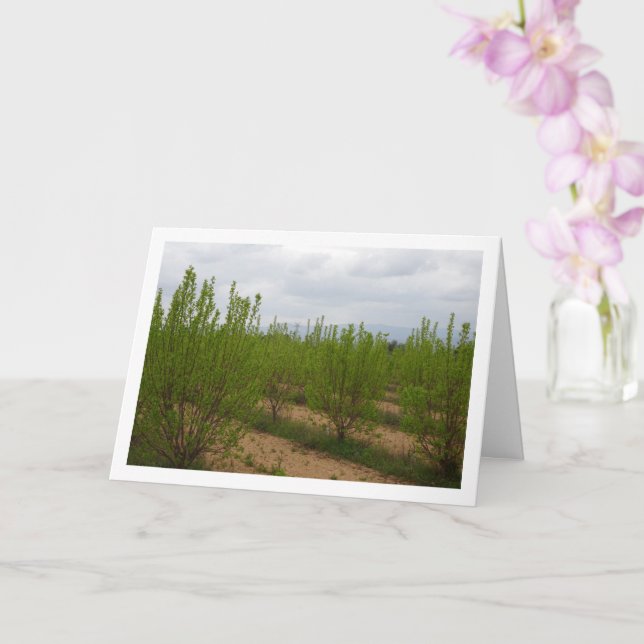 Arbres de Persimmon dans la carte de printemps (Orchidée)