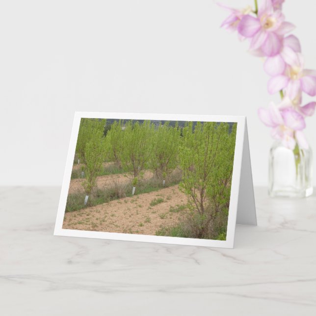 Arbres de Persimmon dans la carte de printemps (Orchidée)