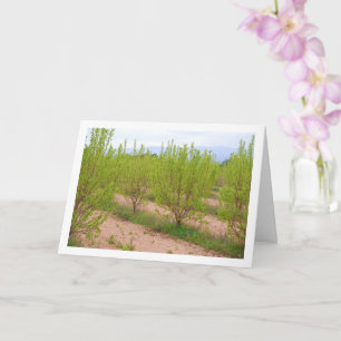 Arbres de Persimmon dans la carte de printemps