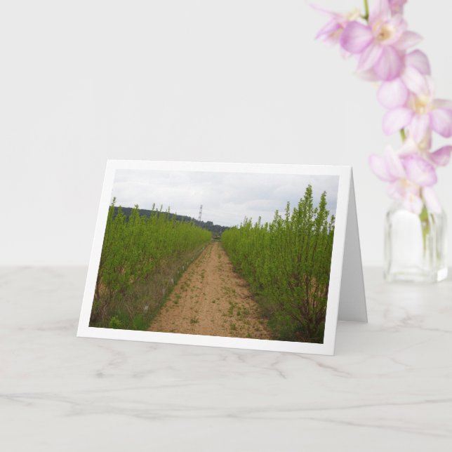 Arbres de Persimmon dans la carte de printemps (Orchidée)
