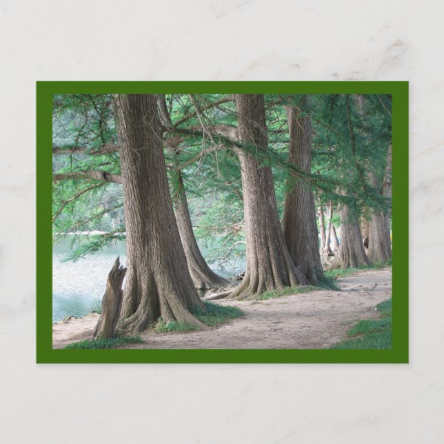 Arbres d'hier, carte postale (Devant)