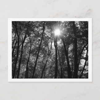 Arbres et soleil (1) Carte postale