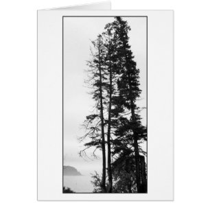 Arbres grands et brume