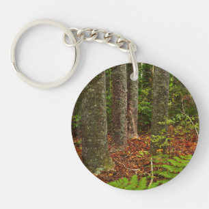 Arbres Kuri Nouvelle-Zélande