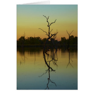 Arbres morts reflétés dans le lagon de Lily Creek,