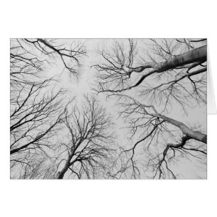 Arbres sans feuilles en bois de Thiepval