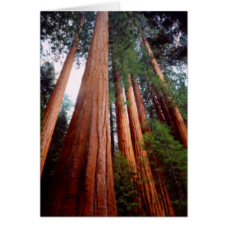 arbres séquoias géants à feuilles rouges