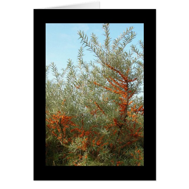 Arbuste aux baies d'Orange (Devant)