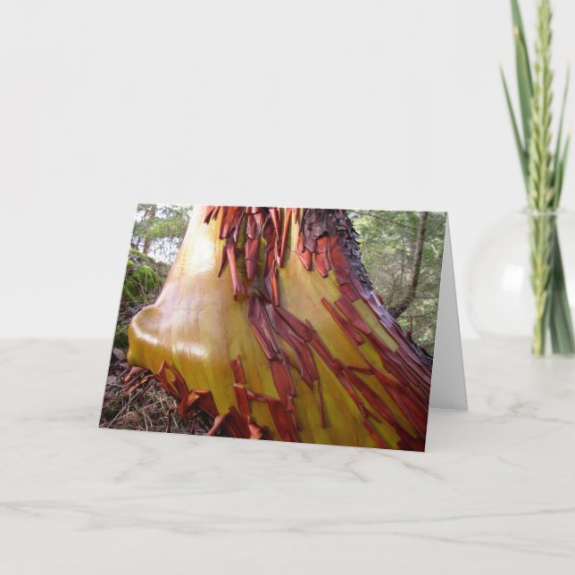 Arbutus Tree Card Feiertagskarte (Vorderseite)