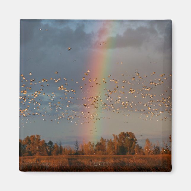 Arc-en-ciel et oies - Aimant (Devant)