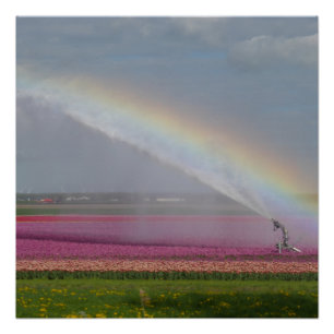 Arc en ciel sur Tulips Field Poster