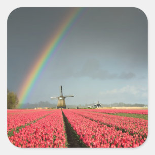 Arc-en-ciel, tulipes et autocollant de moulin à