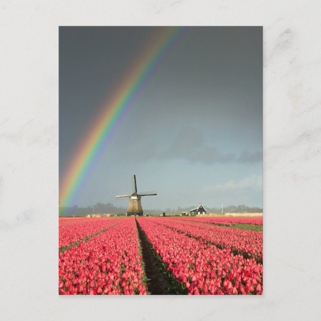Arc-en-ciel, tulipes et carte postale verticale du (Devant)