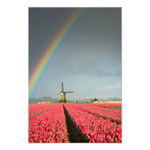 Arc-en-ciel, tulipes et moulin à vent impression v