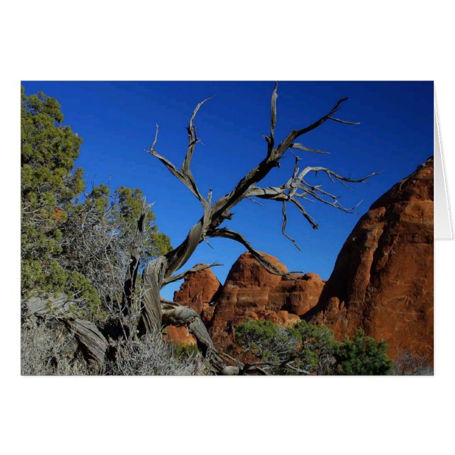 Arche Nationalpark Blank Card (Vorderseite (Horizontal))