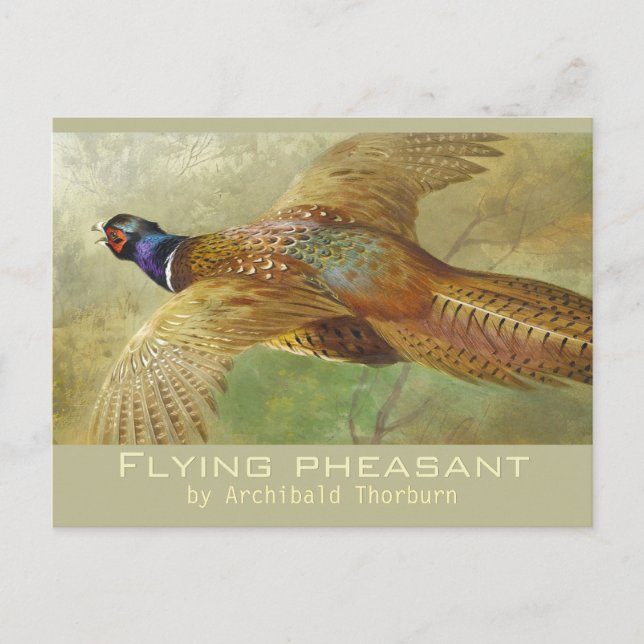 Archibald Thorburn Flying Pheasant CC0679 Carte po (Devant)