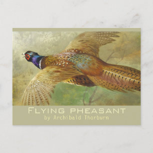 Archibald Thorburn Flying Pheasant CC0679 Postcard Postkarte