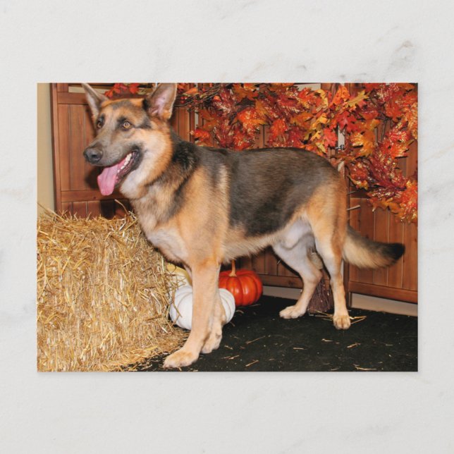 Archie - German Shepherd - Nissan Postkarte (Vorderseite)
