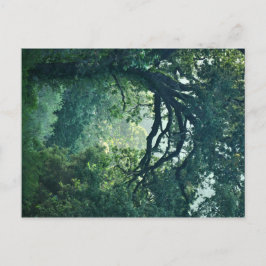 Arching Tree Postkarte
