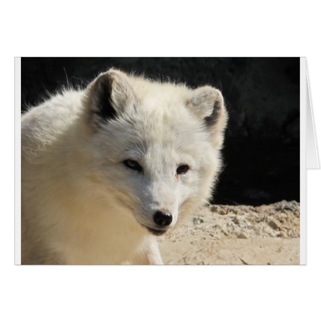 Arct (Devant horizontal)