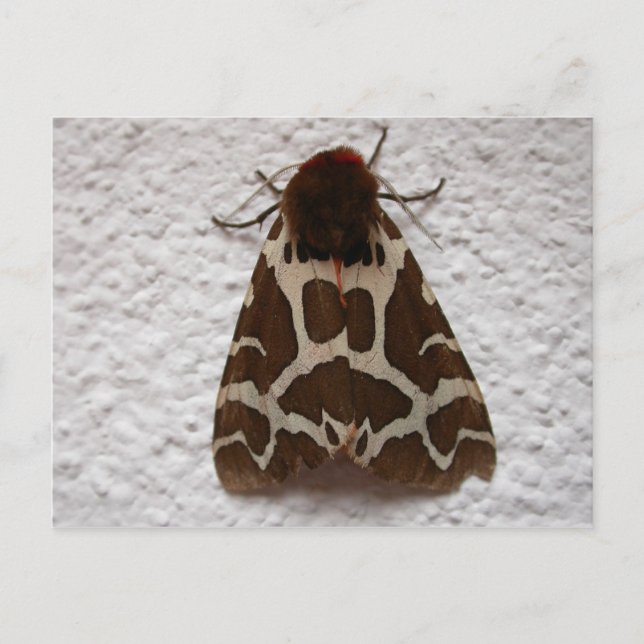 Arctia caja postkarte (Vorderseite)