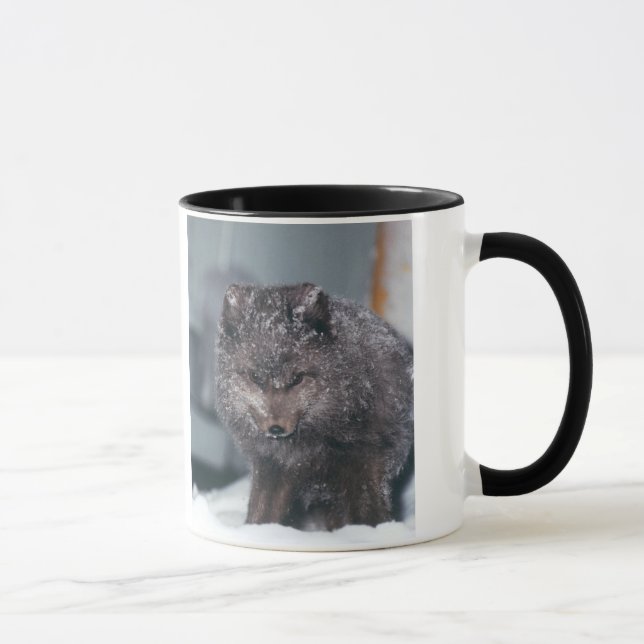 Arctic Alaska Blue Phase Winter Fox Foto entwickel Tasse (Rechts)