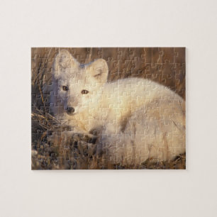 Arctic fox, Alopex lagopus