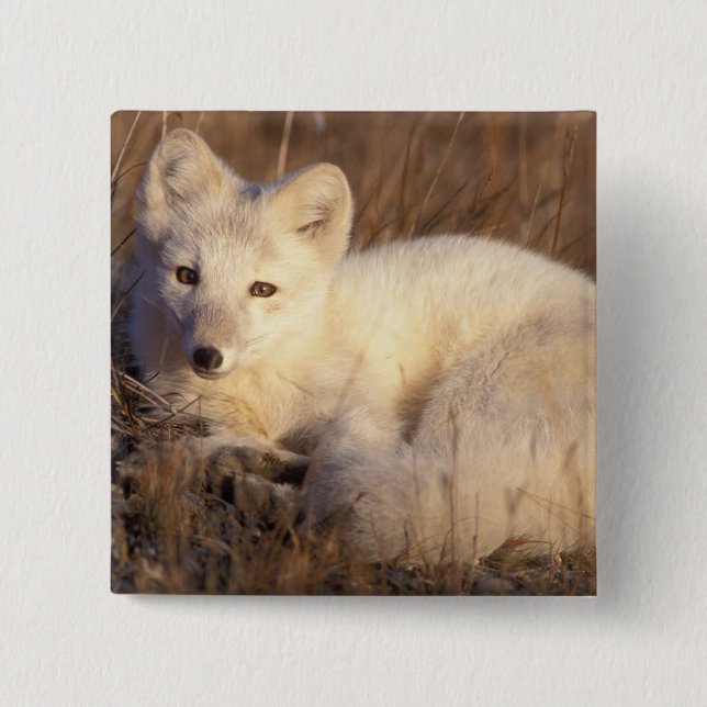Arctic fox, Alopex lagopus Button (Vorderseite)