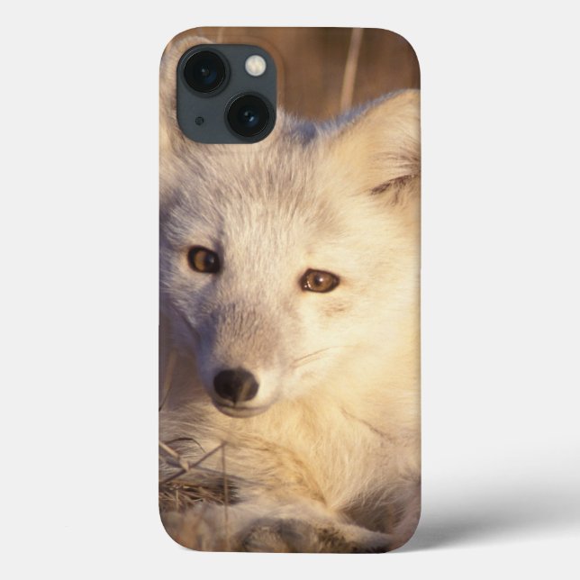 Arctic fox, Alopex lagopus Case-Mate iPhone Hülle (Rückseite)