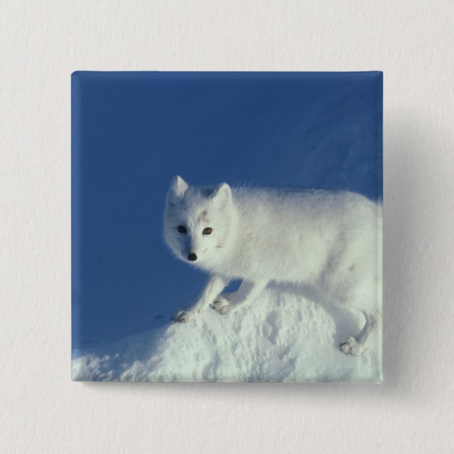 Arctic fox Alopex lagopus) Ein arctic fox Button (Vorderseite)