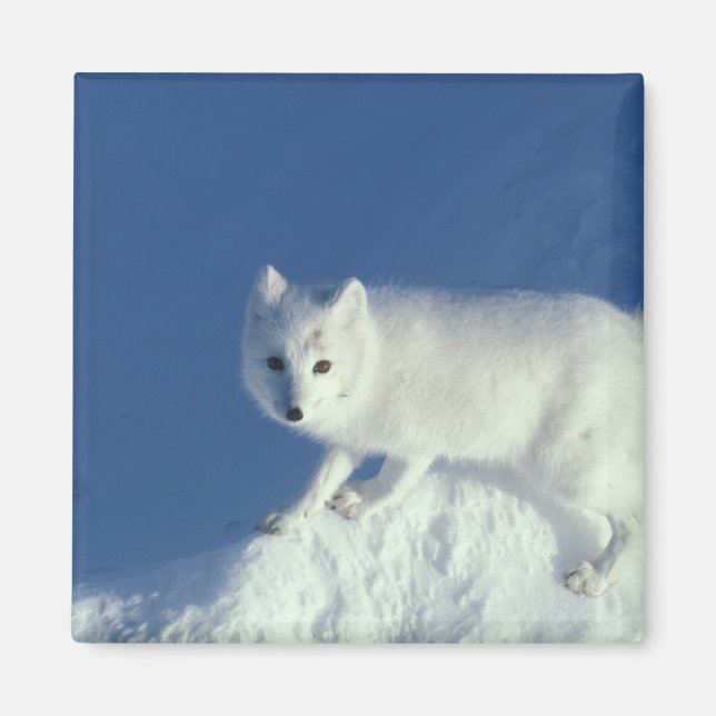Arctic fox Alopex lagopus) Ein arctic fox Magnet (Vorne)