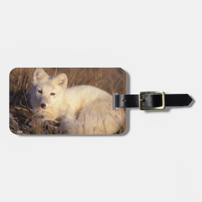 Arctic fox, Alopex lagopus Gepäckanhänger (Vorderseite horizontal)