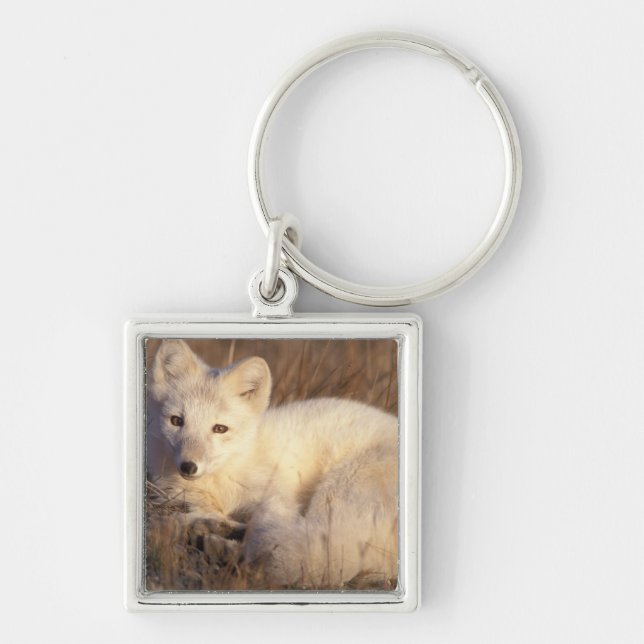 Arctic fox, Alopex lagopus Schlüsselanhänger (Vorne)