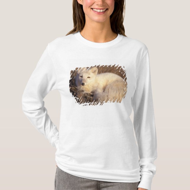 Arctic fox, Alopex lagopus T-Shirt (Vorderseite)