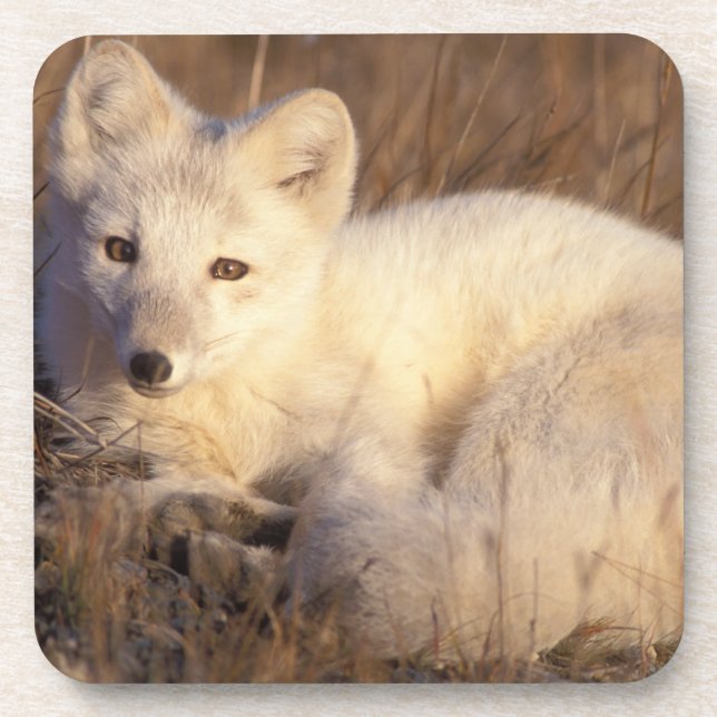 Arctic fox, Alopex lagopus Untersetzer (Vorderseite)