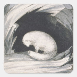 Arctic Fox, aus "Erzählung einer zweiten Reise in Quadratischer Aufkleber