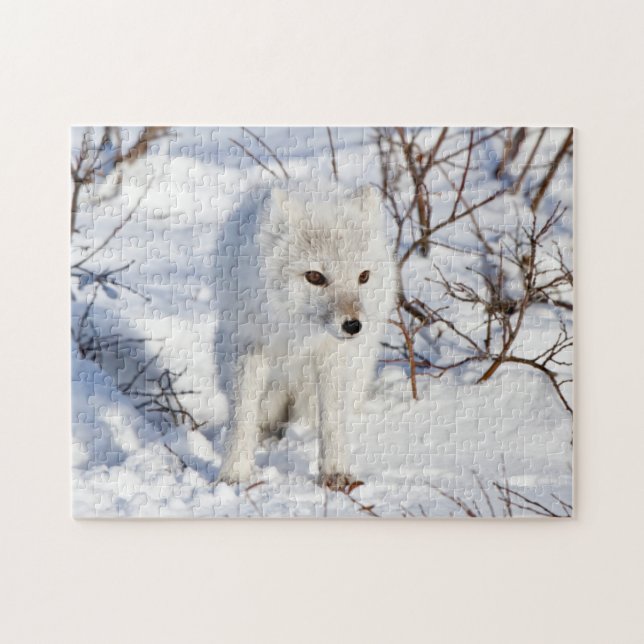 Arctic Fox , Churchill Wildlife Management Area (Horizontal)