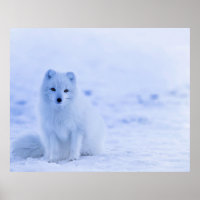 Arctic Fox, Island