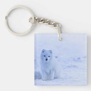 Arctic Fox, Islande, photo,