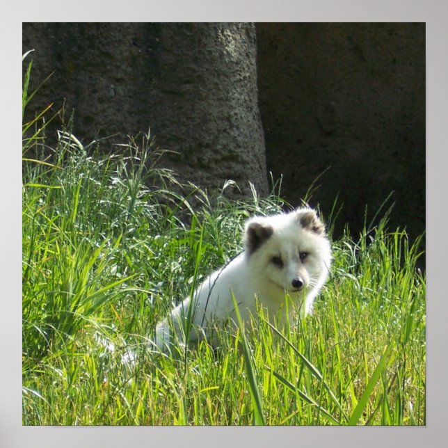 Arctic Fox Poster (Vorne)