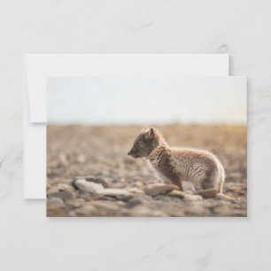 Arctic Fox Svalbard Card