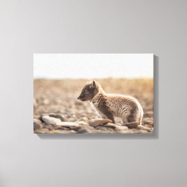 Arctic Fox Svalbard Leinwanddruck (Vorderseite)