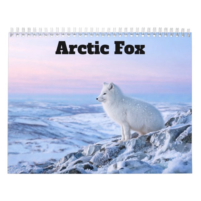 Arctic-Fuchs 2027 Kalender (Titelbild)