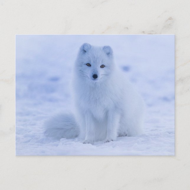 Arctic Fuchs Postkarte (Vorderseite)