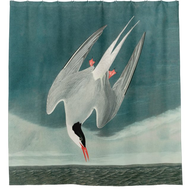 Arctic Tern Audubon Bird Wildlife Painting Duschvorhang (Vorderseite)