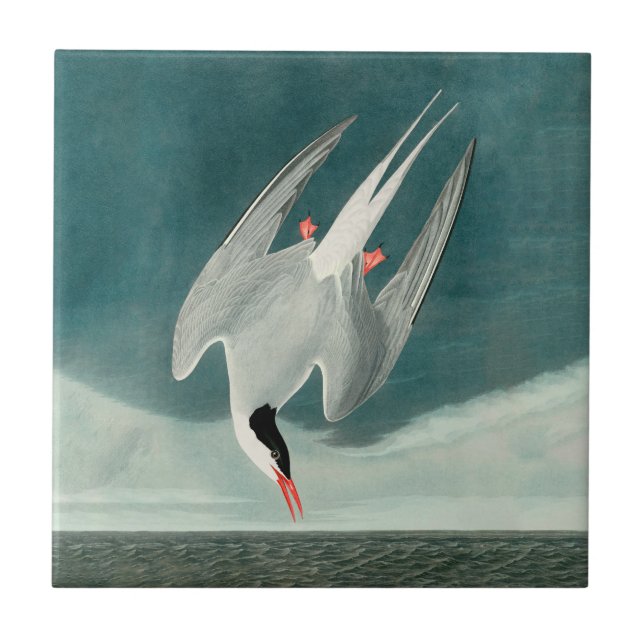 Arctic Tern Audubon Bird Wildlife Painting Fliese (Vorderseite)