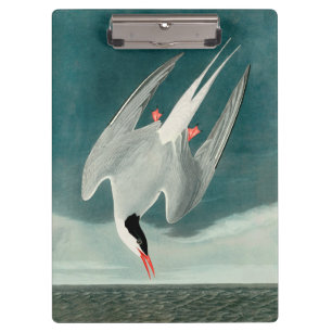 Arctic Tern Audubon Bird Wildlife Painting Klemmbrett
