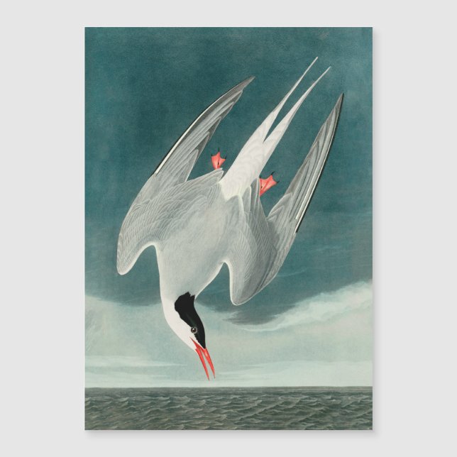 Arctic Tern Audubon Bird Wildlife Painting Magnetkarte (Vorderseite)